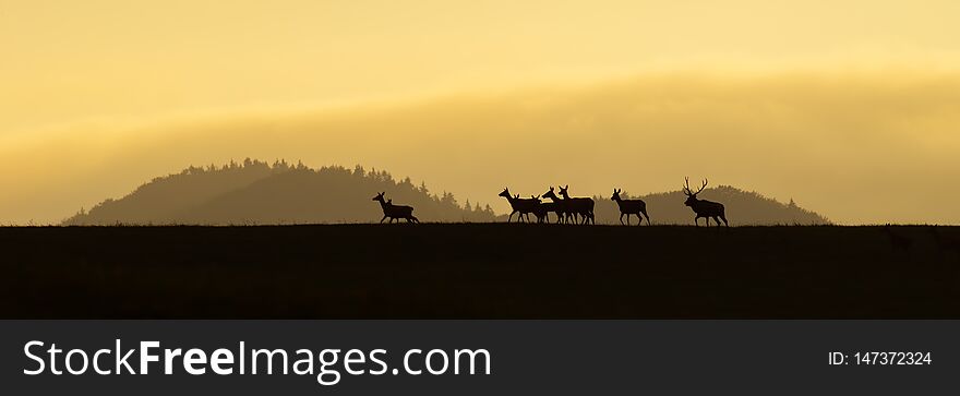 Panoramic scenery of red deer herd walking on a horizon at sunrise.