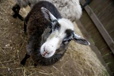 Sheep Royalty Free Stock Photos Sheep Royalty Free Stock Photos