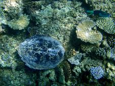 Underwater Turtle Above A Coral Reef Royalty Free Stock Photography Underwater Turtle Above A Coral Reef Royalty Free Stock Photography