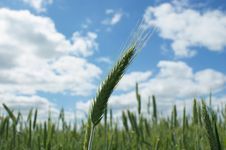 Greep Ear Of The Wheat Stock Image