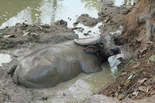 Water Buffalo Stock Images
