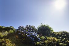 Hortensias In Faial, Azores Royalty Free Stock Image Hortensias In Faial, Azores Royalty Free Stock Image