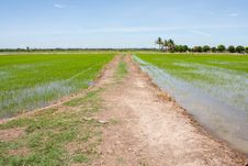 Sidewalk And The Field Rice Royalty Free Stock Images Sidewalk And The Field Rice Royalty Free Stock Images