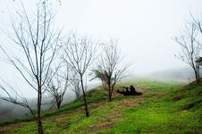 Dry Tree On Fog Royalty Free Stock Image