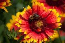 Bee On Yellow Red Flower Royalty Free Stock Images Bee On Yellow Red Flower Royalty Free Stock Images