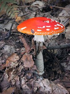 Mushrooms (Amanita Muscaria) Royalty Free Stock Images