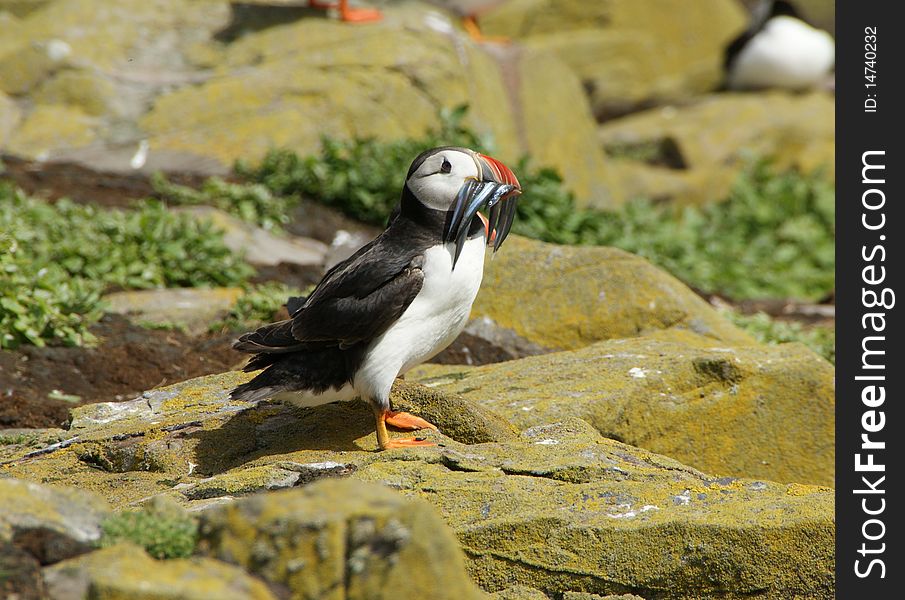 A puffin returning from the North Sea with several fish in its peak. Farne Islands, Great Britain, July 2009. A puffin returning from the North Sea with several fish in its peak. Farne Islands, Great Britain, July 2009