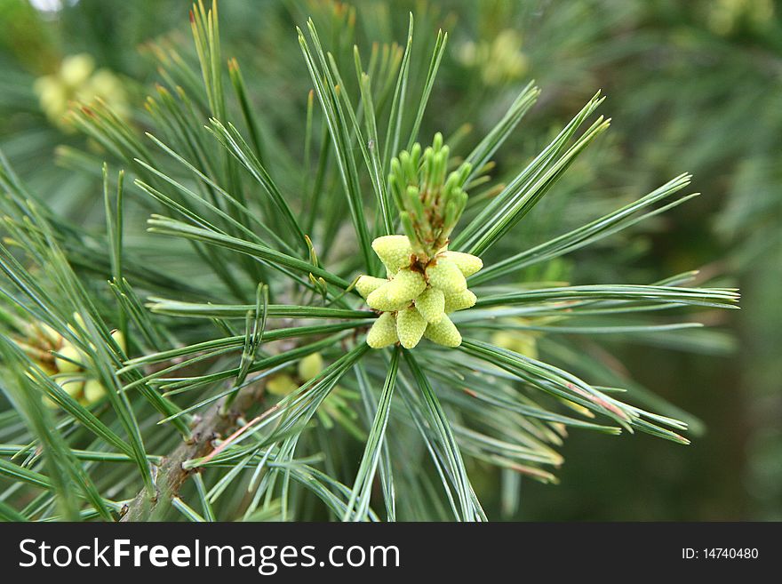 Pine tree in close up