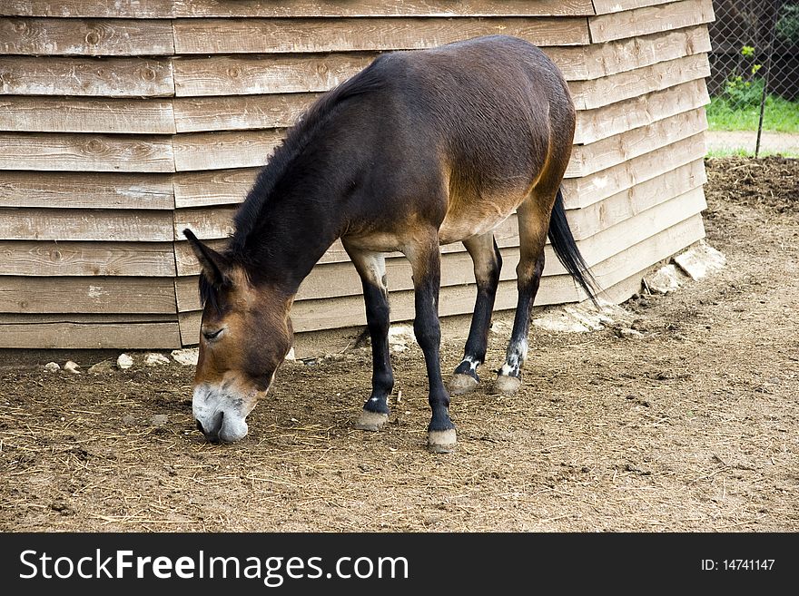 Donkey eats with the lowered head in a shelter