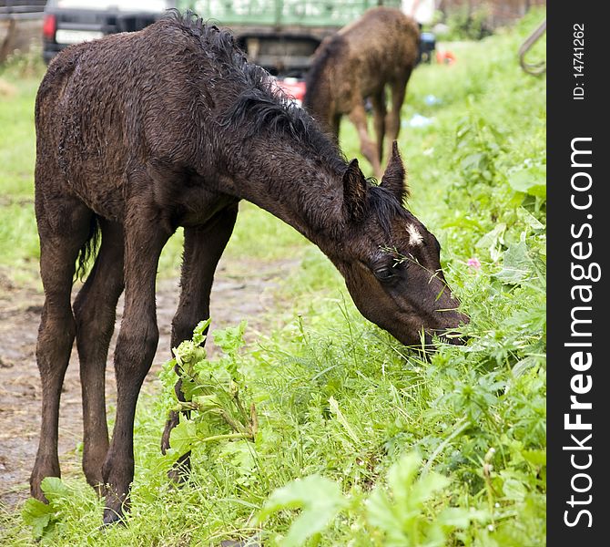 The small brown foal on the nature eats a grass