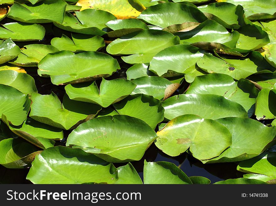 Leaf of Lotus in Water