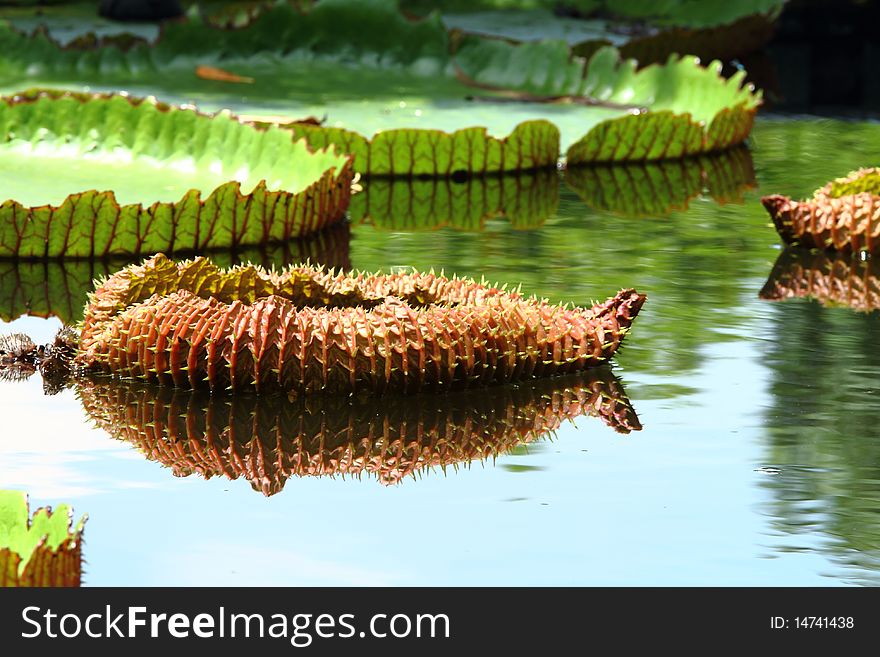 Big Leaf of Lotus in Water