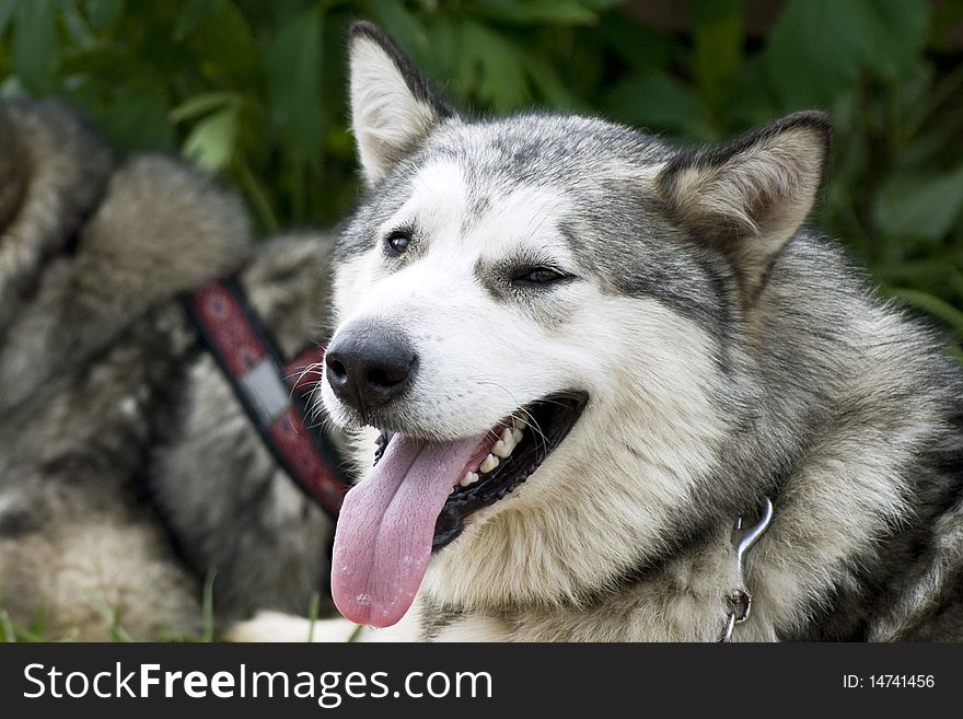 Muzzle of a dog of breed malamute against other dog. Muzzle of a dog of breed malamute against other dog