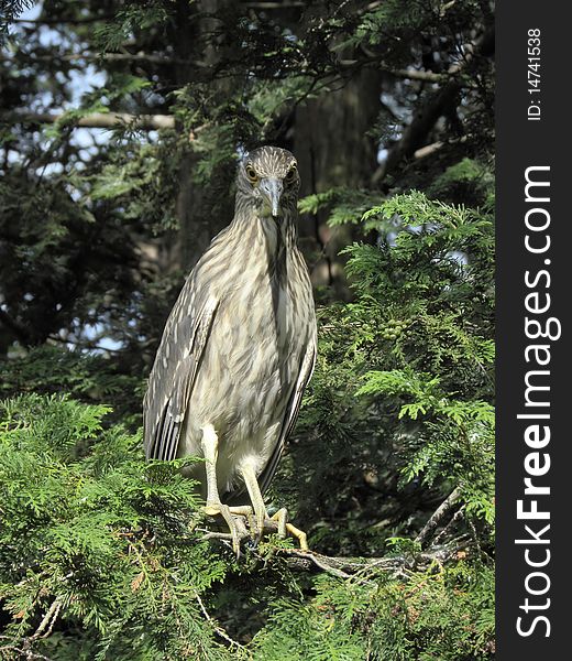 A photo of a beautiful Blue Heron resting in a tree, while looking out towards the viewer. A photo of a beautiful Blue Heron resting in a tree, while looking out towards the viewer.