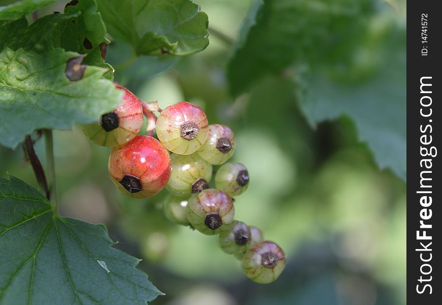 Unripe currant among green leaves in the garden. Unripe currant among green leaves in the garden