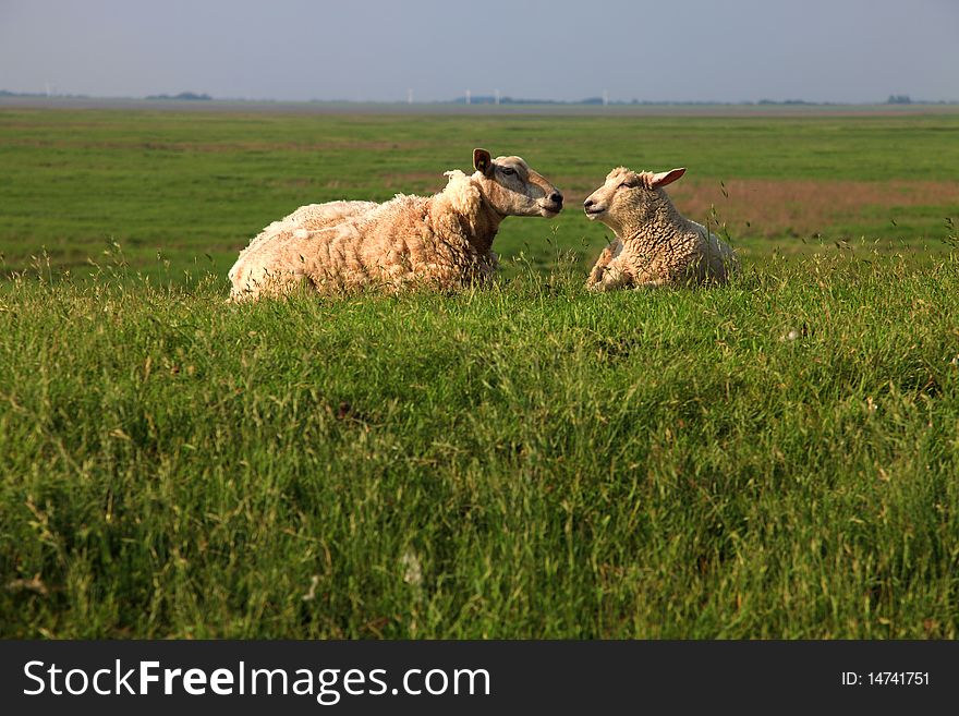 Mother sheep and lamb are lying on a big green fresh grass meadow and looking to each other. the photo is made on the top of a dike in wilderness nature. Mother sheep and lamb are lying on a big green fresh grass meadow and looking to each other. the photo is made on the top of a dike in wilderness nature