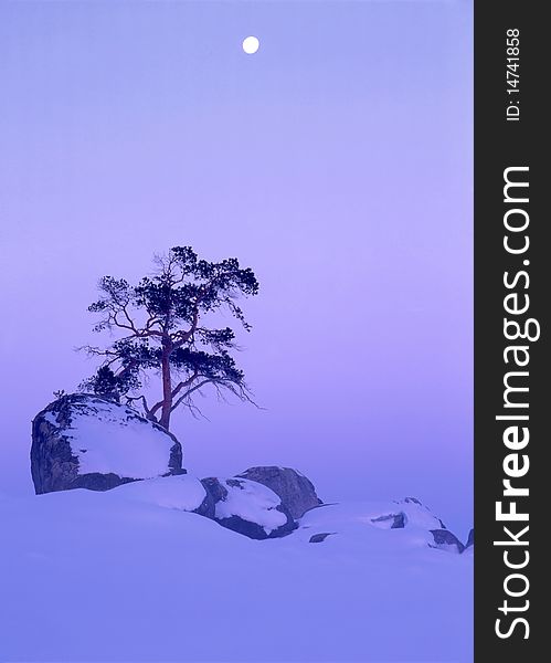 Beautiful winter landscape with snow,tree and moon