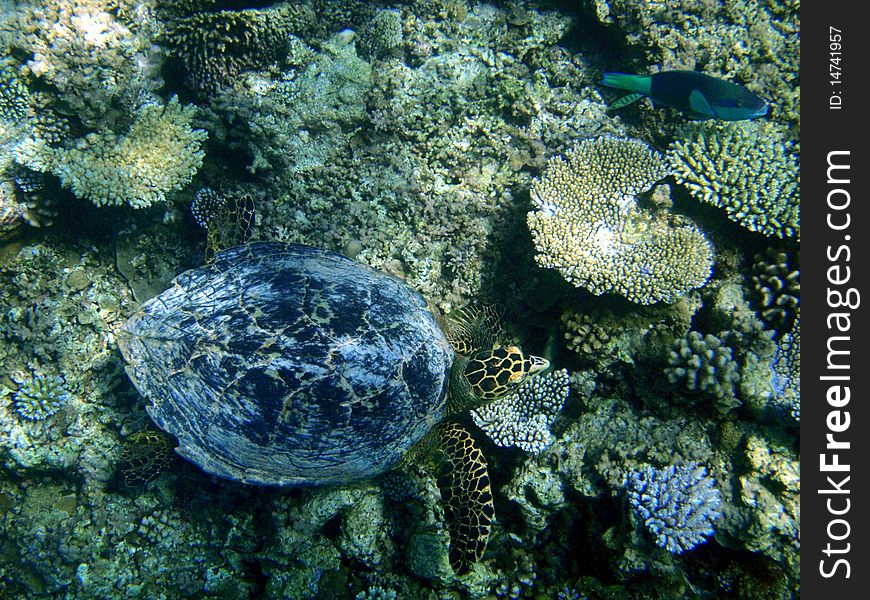 Underwater Turtle Above A Coral Reef