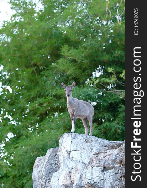 Goral in chiang mai night safari,thailand