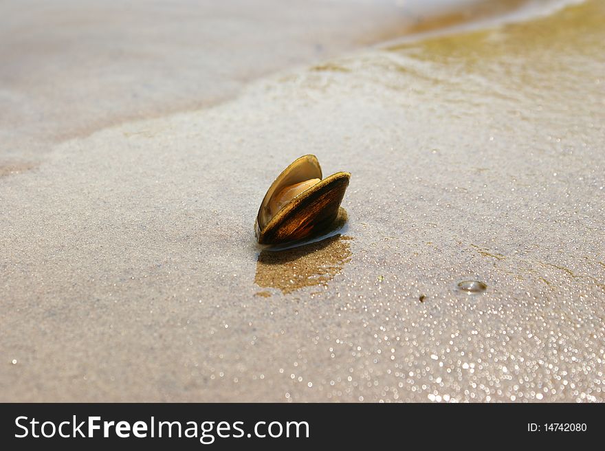 Cockleshell on the wet sand