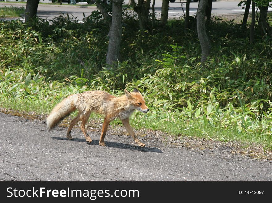 Wild fox walking casually along the side of the road. Wild fox walking casually along the side of the road