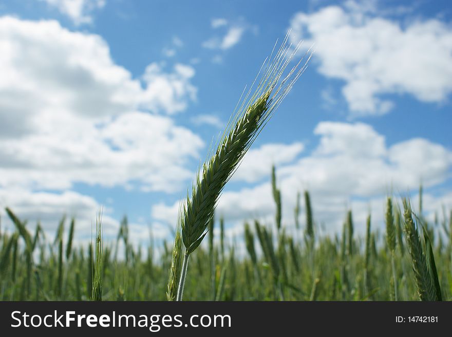 Close-up photo green ear of wheat. Close-up photo green ear of wheat