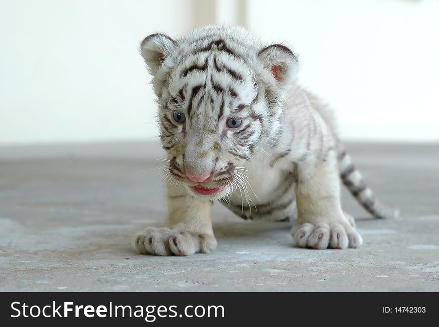 3 week baby white tiger