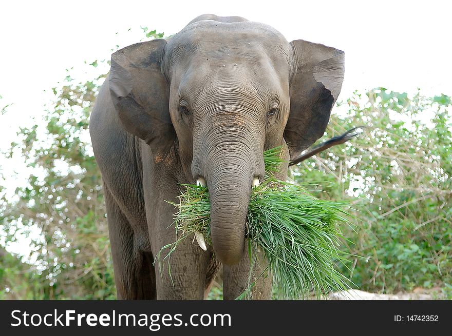 Asia Elephant