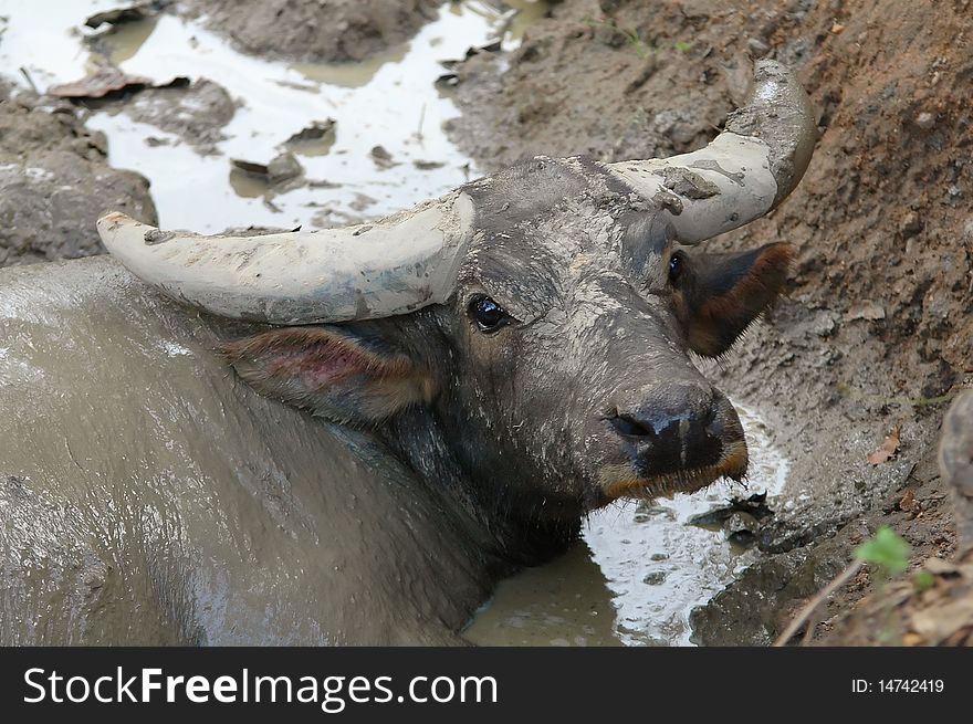 Water buffalo, chiang mai night safari, thailand