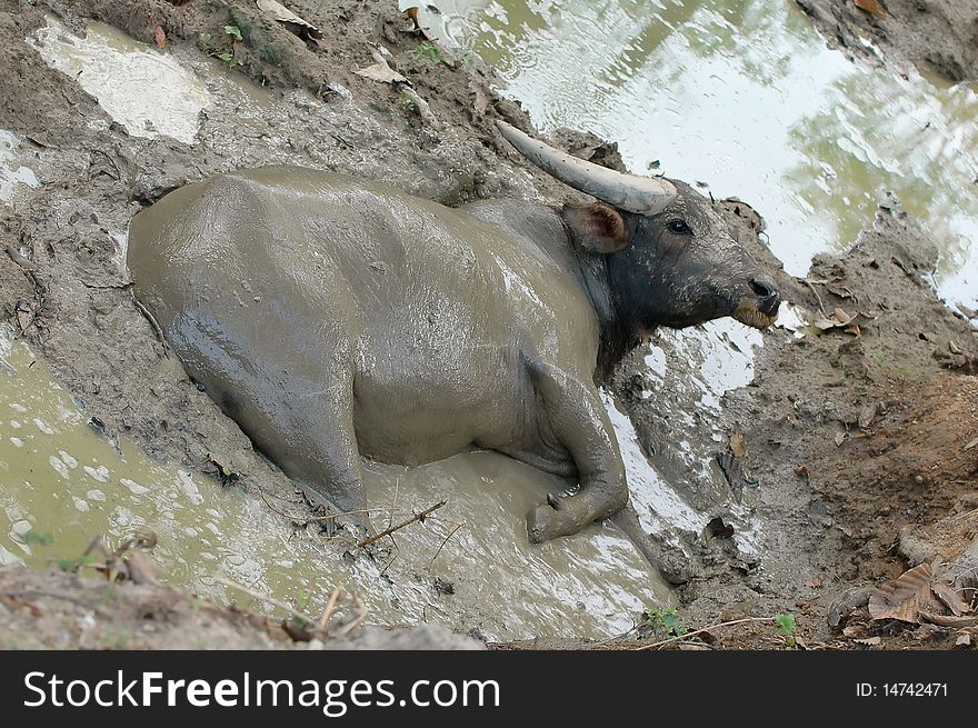 Water buffalo, chiang mai night safari, thailand