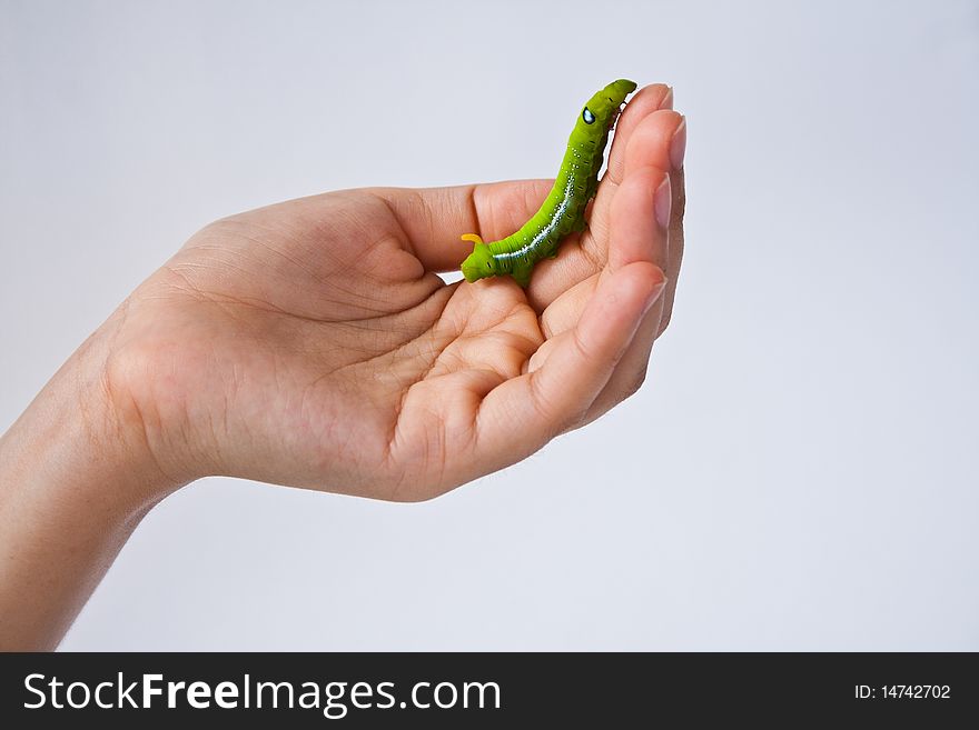 Small Green Worm on hand