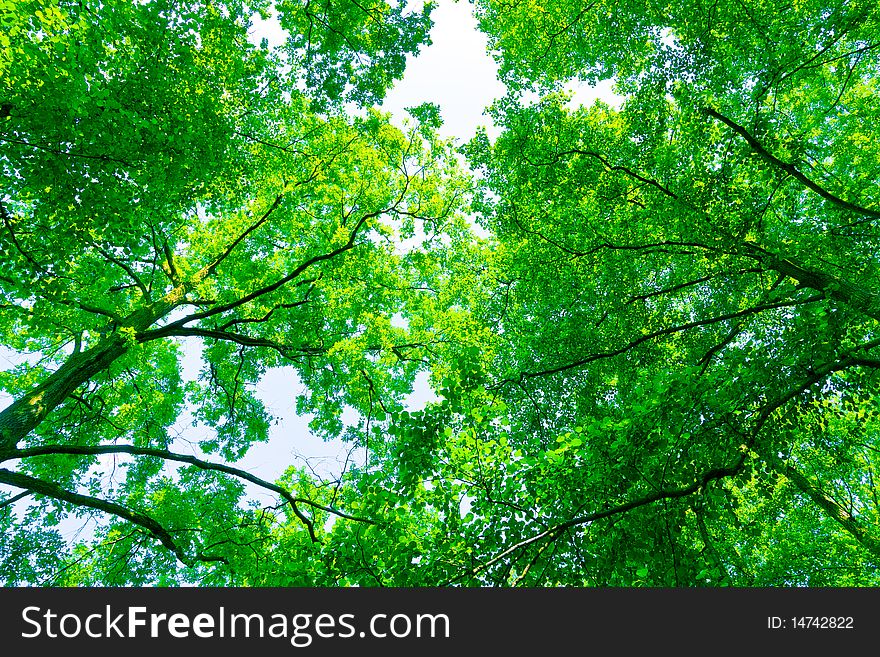 Tree canopy in spring time