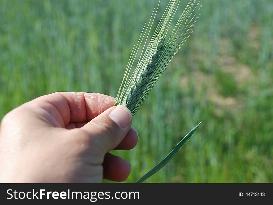 Ear of barley on blue sky. Ear of barley on blue sky