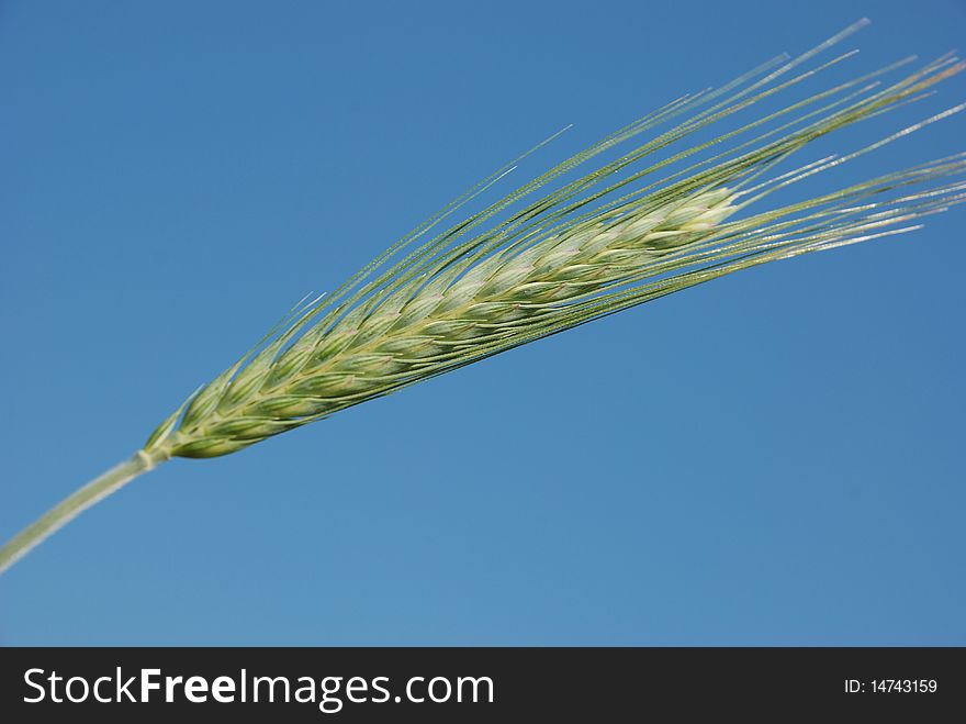 Ear of barley on blue sky. Ear of barley on blue sky