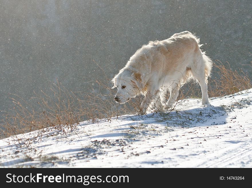 Dog In Blizzard