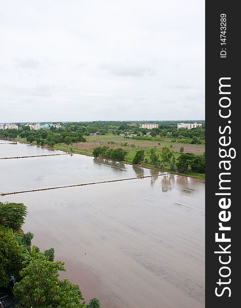 Farmland field rice in thailand,water in the field rice