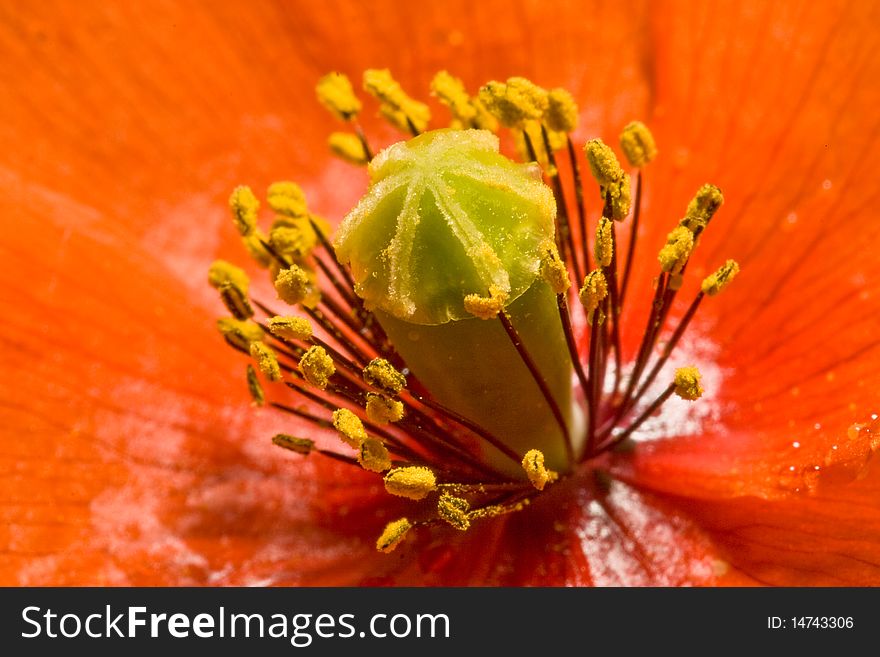 Close up of a corn rose