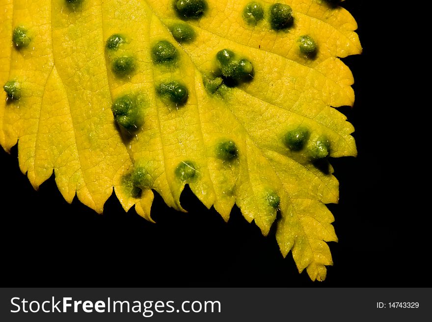 Close up of a autumn leaf. Close up of a autumn leaf
