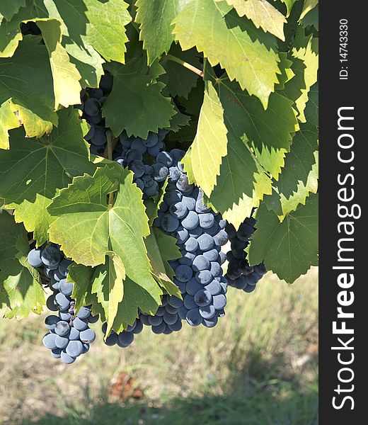 Bunches of blue grapes hanging from the vine ready for harvest. Bunches of blue grapes hanging from the vine ready for harvest