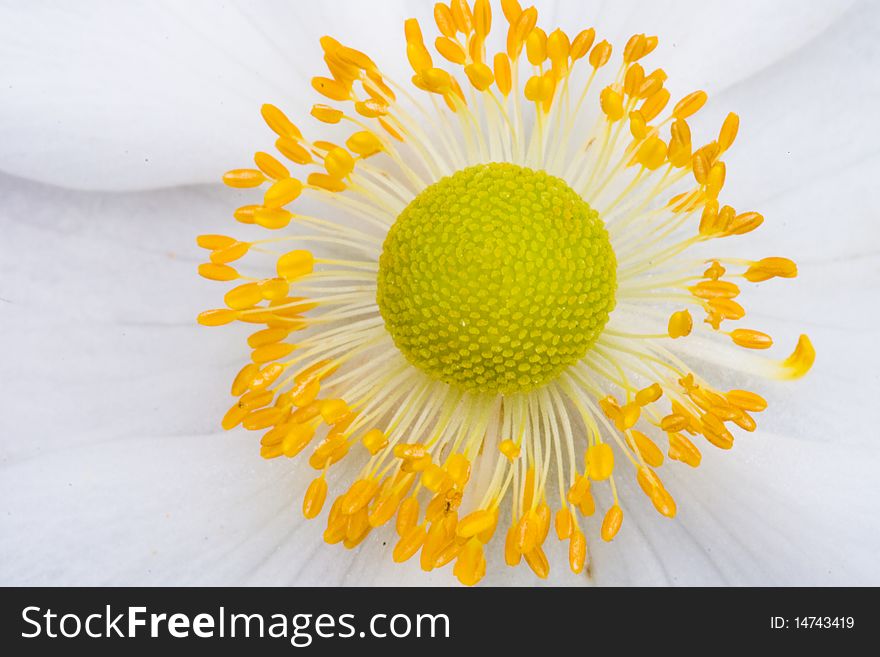 Close up of a rosa canina