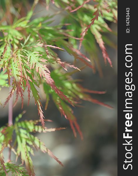 Acer japonicum in the garden in the summer day. Acer japonicum in the garden in the summer day