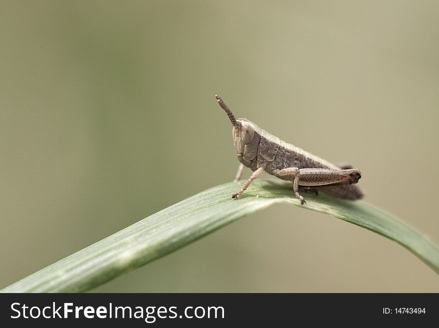 Closeup of a small grasshopper sitting on a blade of grass