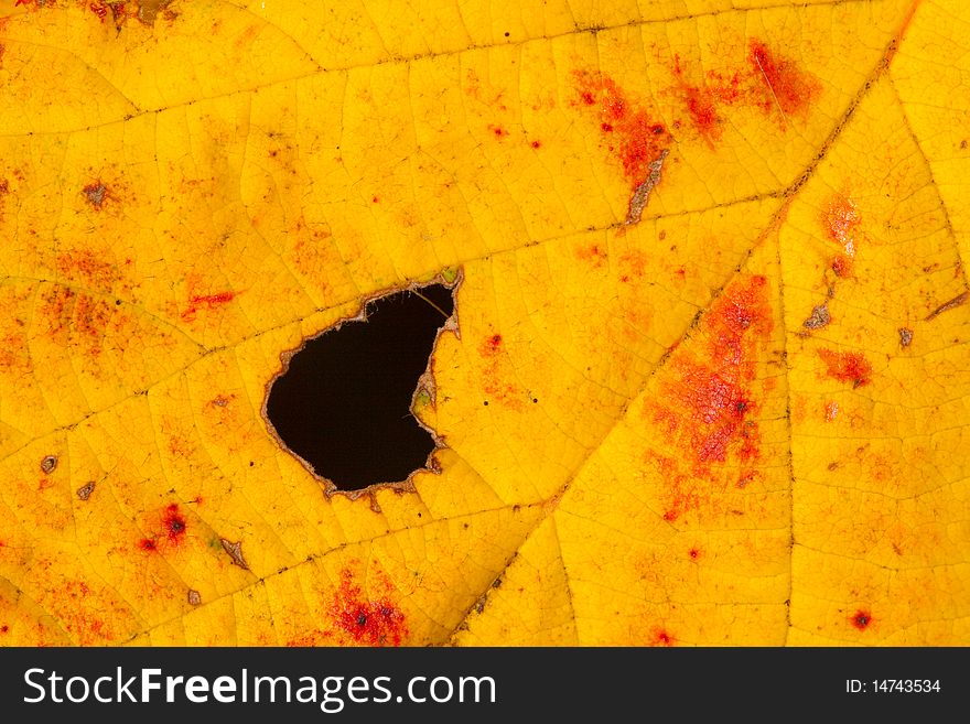 Close up of a rotting leaf. Close up of a rotting leaf