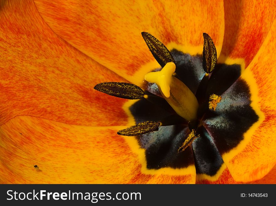 Stamen of a red yellow tulip. Stamen of a red yellow tulip
