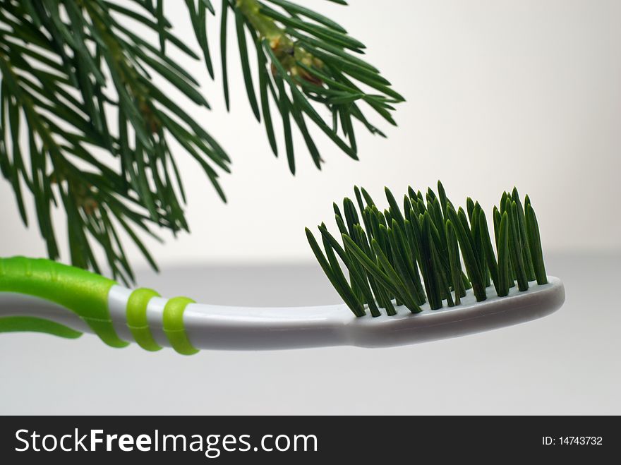 Toothbrush with bristle made from fir needles with fir branch in background. Toothbrush with bristle made from fir needles with fir branch in background