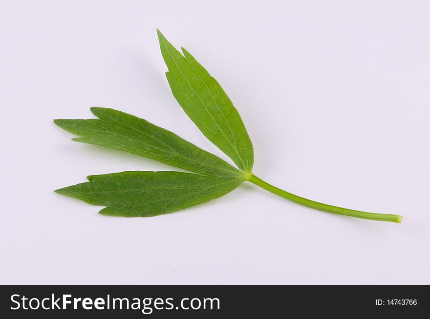 Lovage leaf on a white background