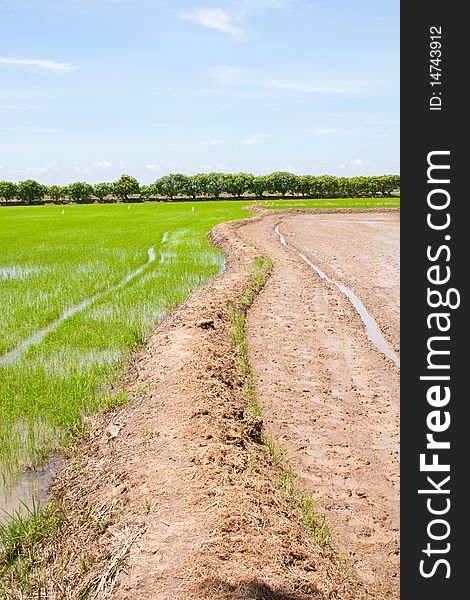 Field rice and the blue sky in the thailand. Field rice and the blue sky in the thailand.