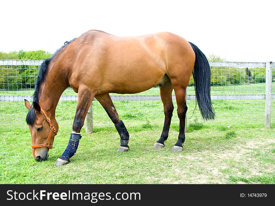 Horse grazing in field wearing head collar. Horse grazing in field wearing head collar.