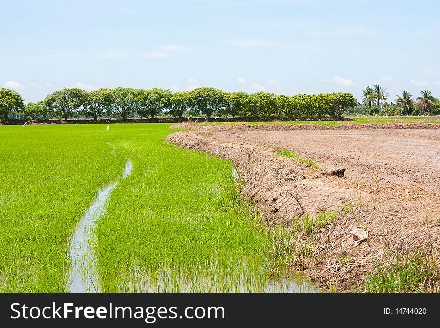 Field rice and the blue sky in the thailand. Field rice and the blue sky in the thailand.