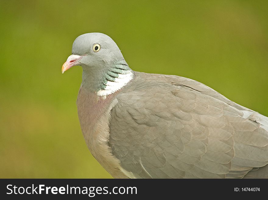 An image of a pigeon (perched on a tree branch) closeup shown against a plain green background. . An image of a pigeon (perched on a tree branch) closeup shown against a plain green background. .